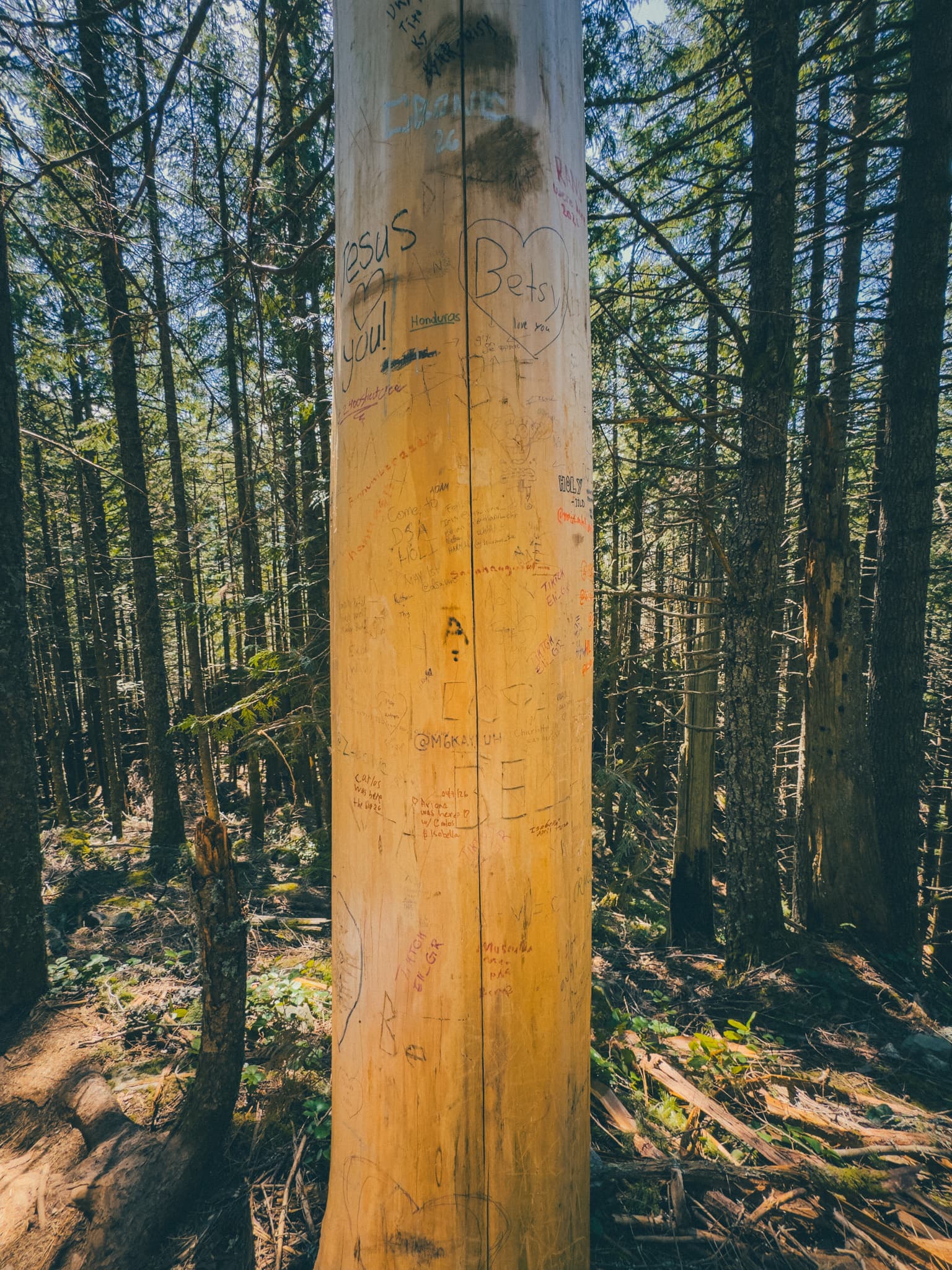 Tree trunk covered in carved names and initials along the Birdhouse Trail