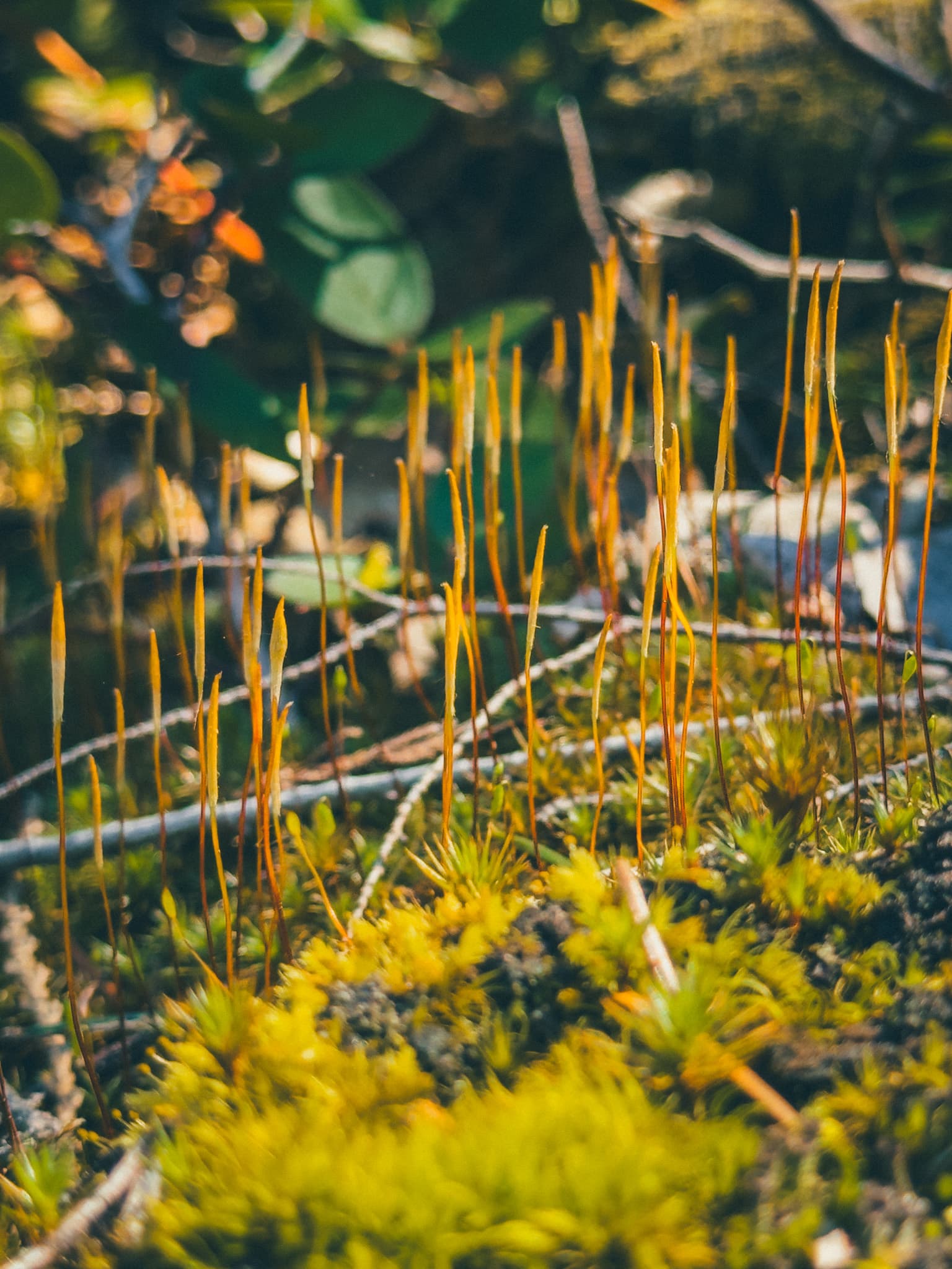 Close-up of moss and dead fern fronds on the forest floor
