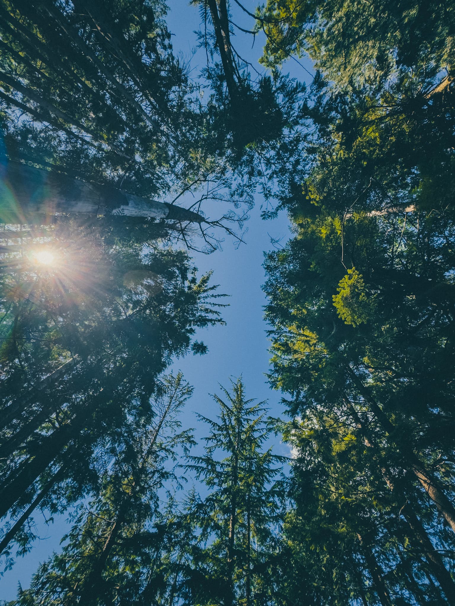 Sun bursting through the old-growth Douglas fir canopy