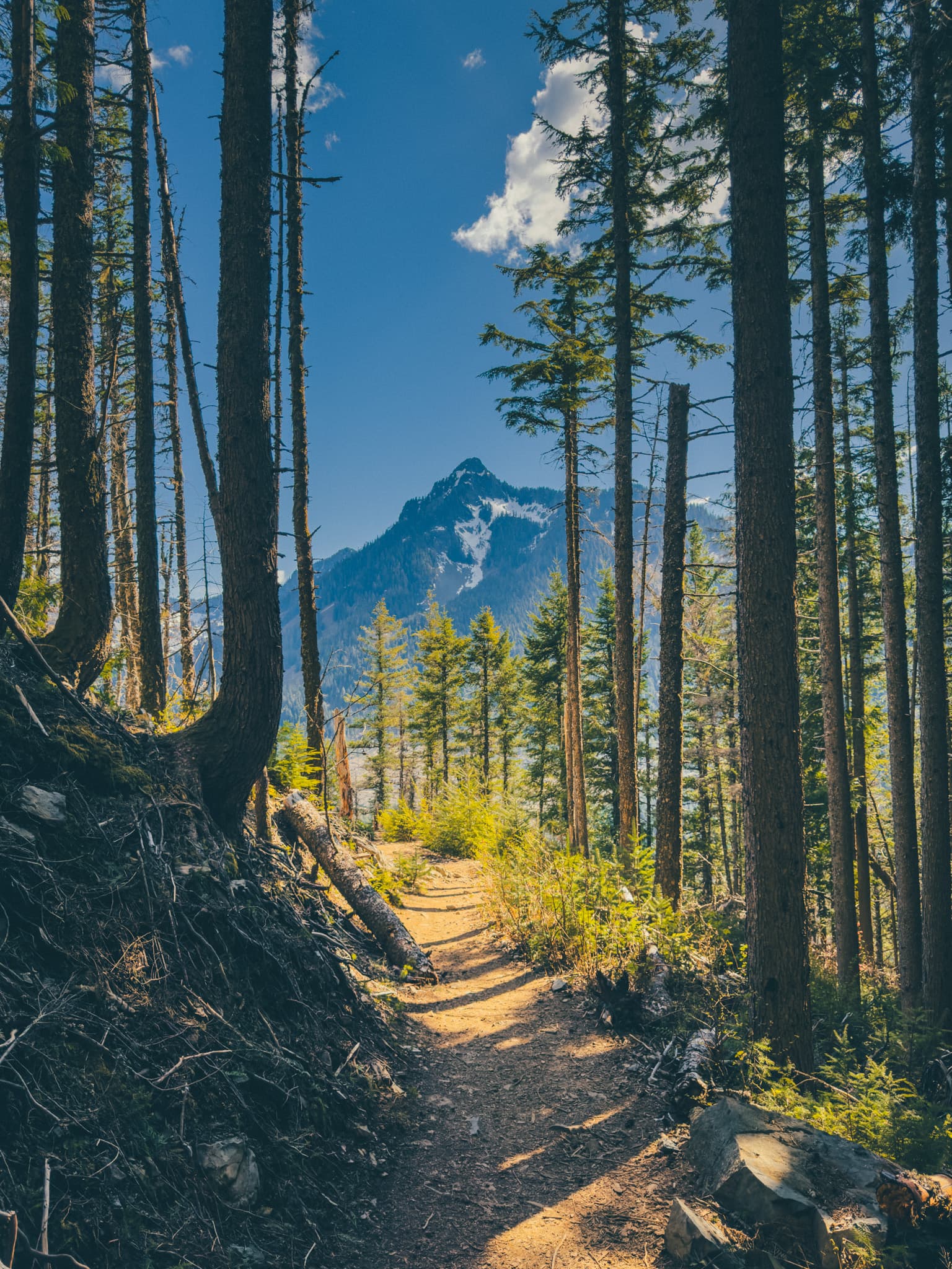 Cascade mountain peak framed through standing dead timber