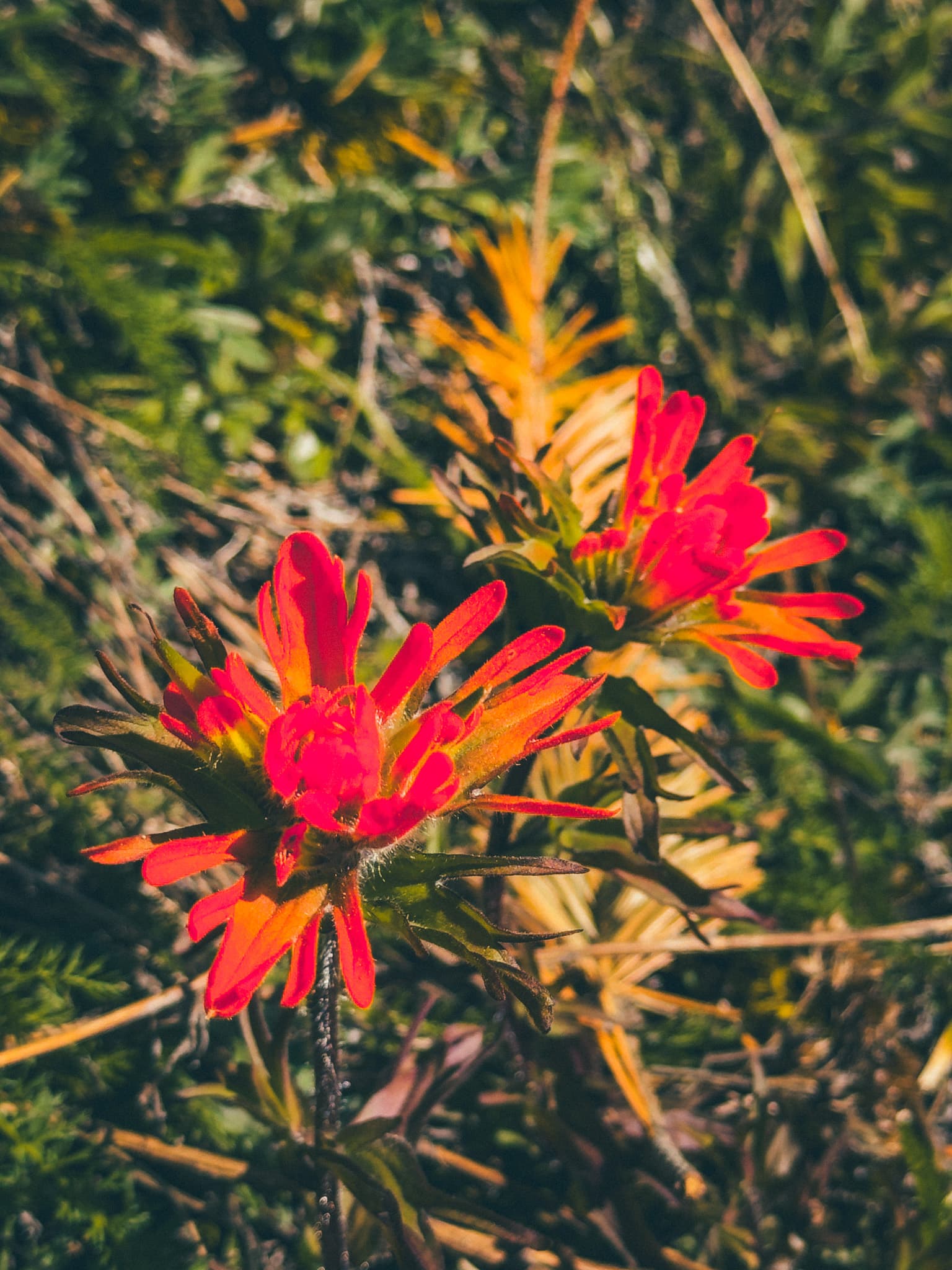 Indian paintbrush wildflowers in brilliant red bloom