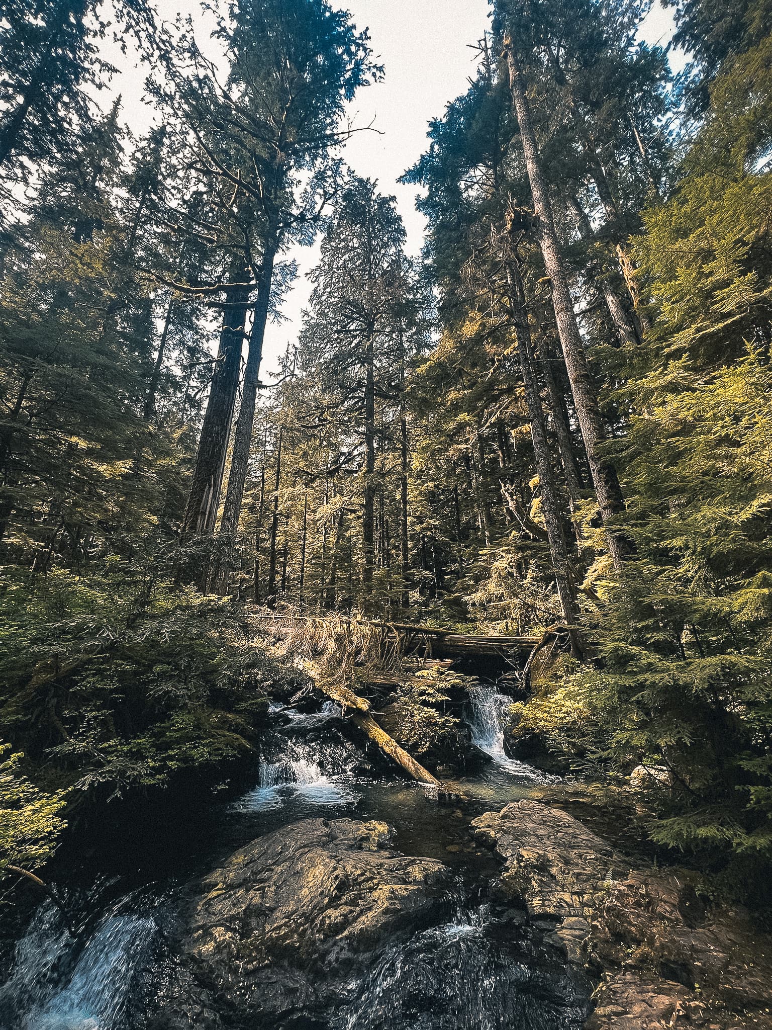 Stream cascading through tall old-growth forest