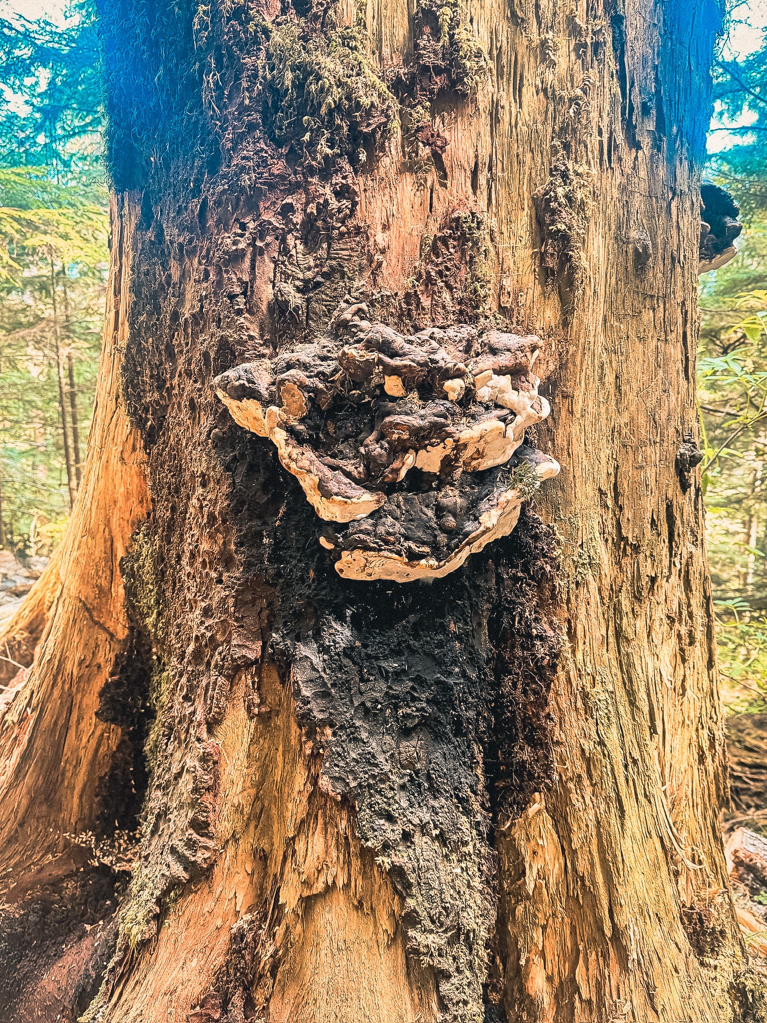 Large bracket fungus on a red cedar trunk