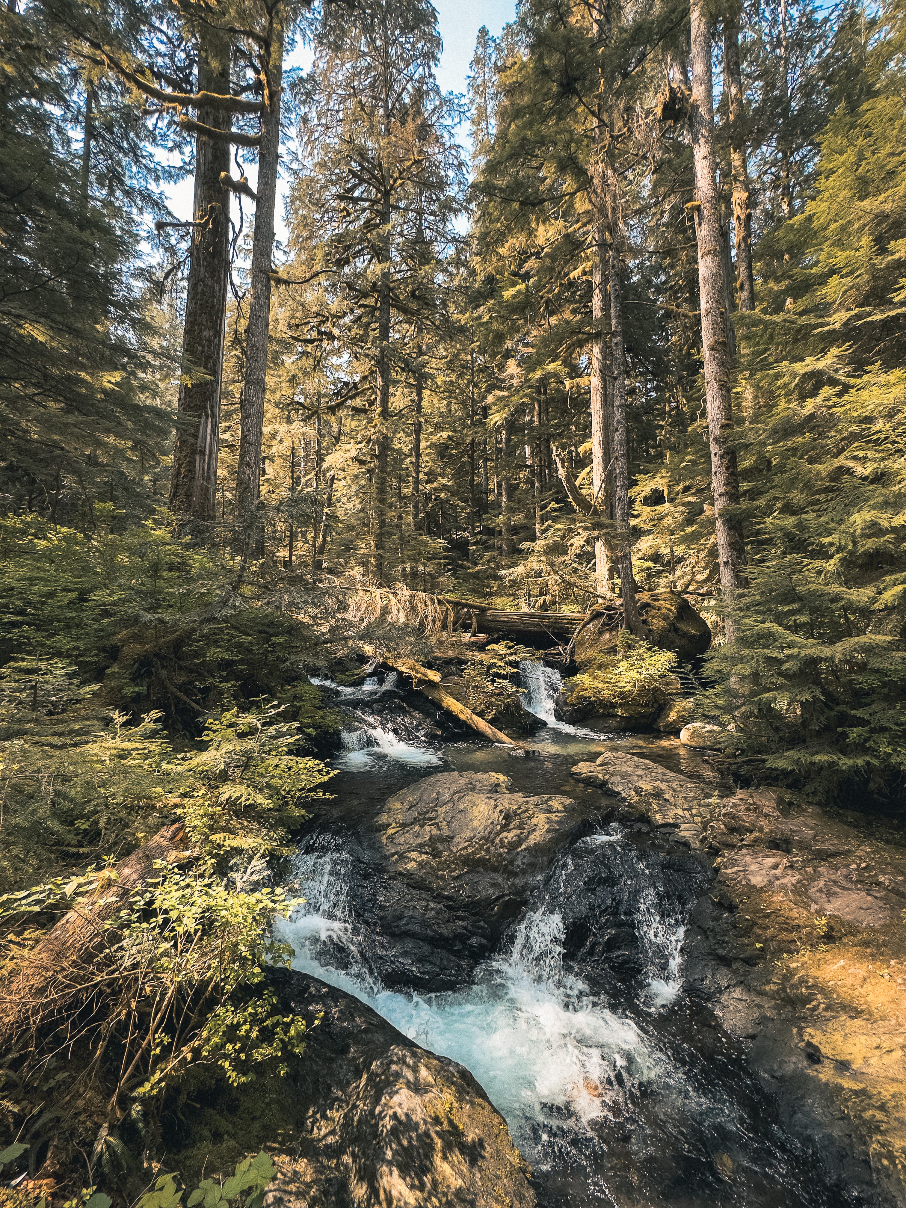 Mountain creek rushing over boulders through old-growth forest