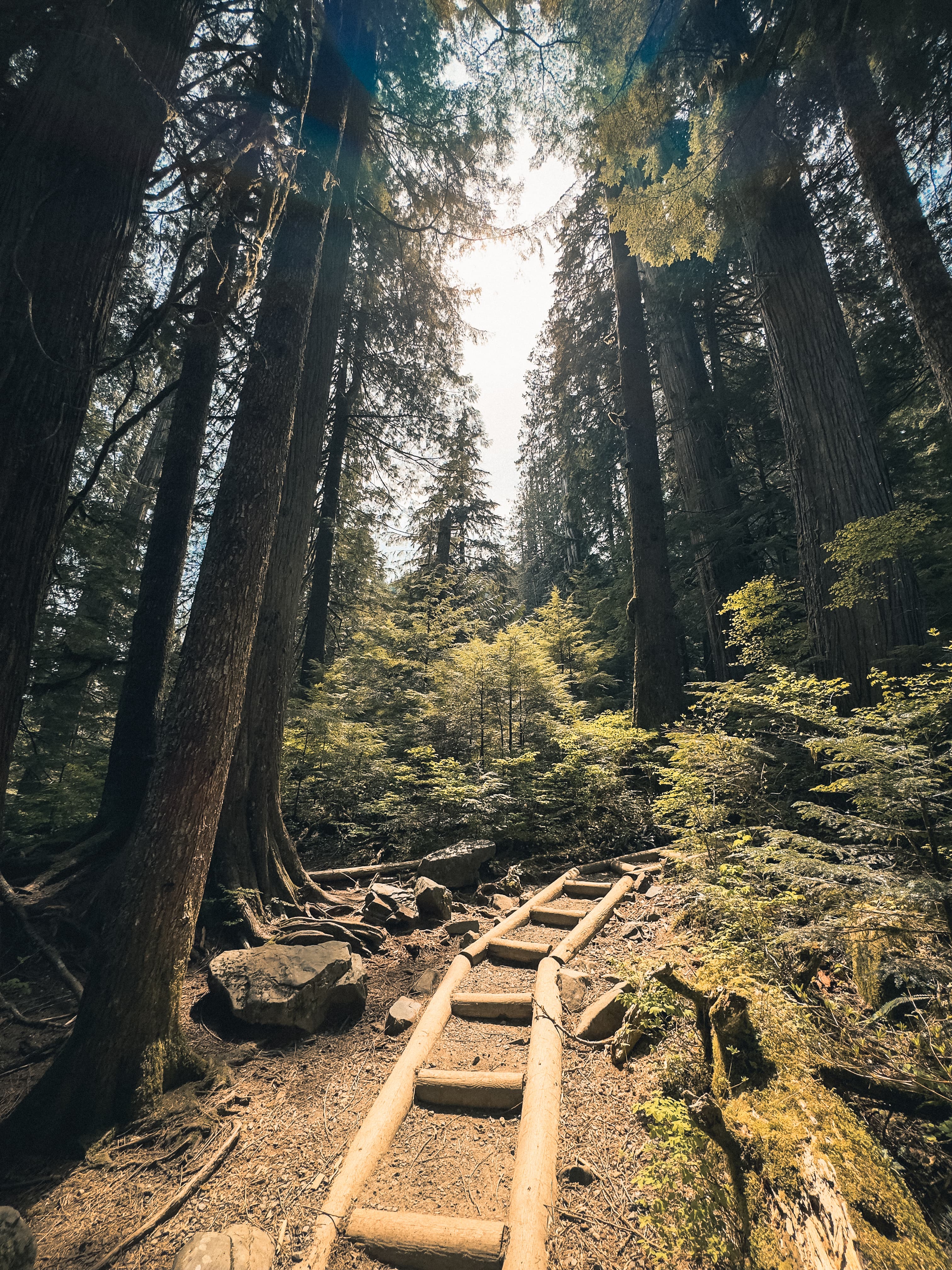 Wooden log steps climbing through old-growth forest with sun filtering through
