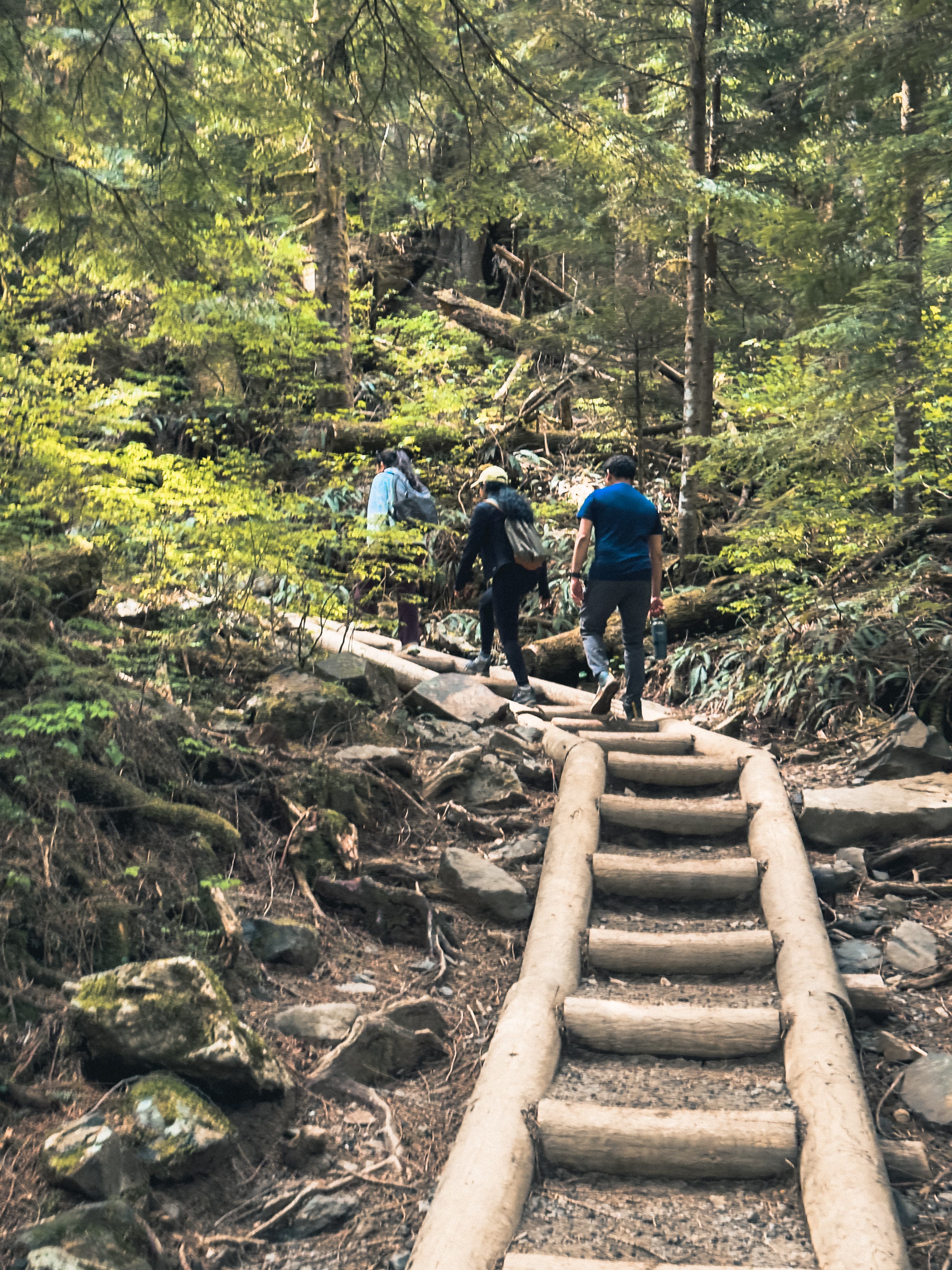 Hikers climbing log steps through lush green forest