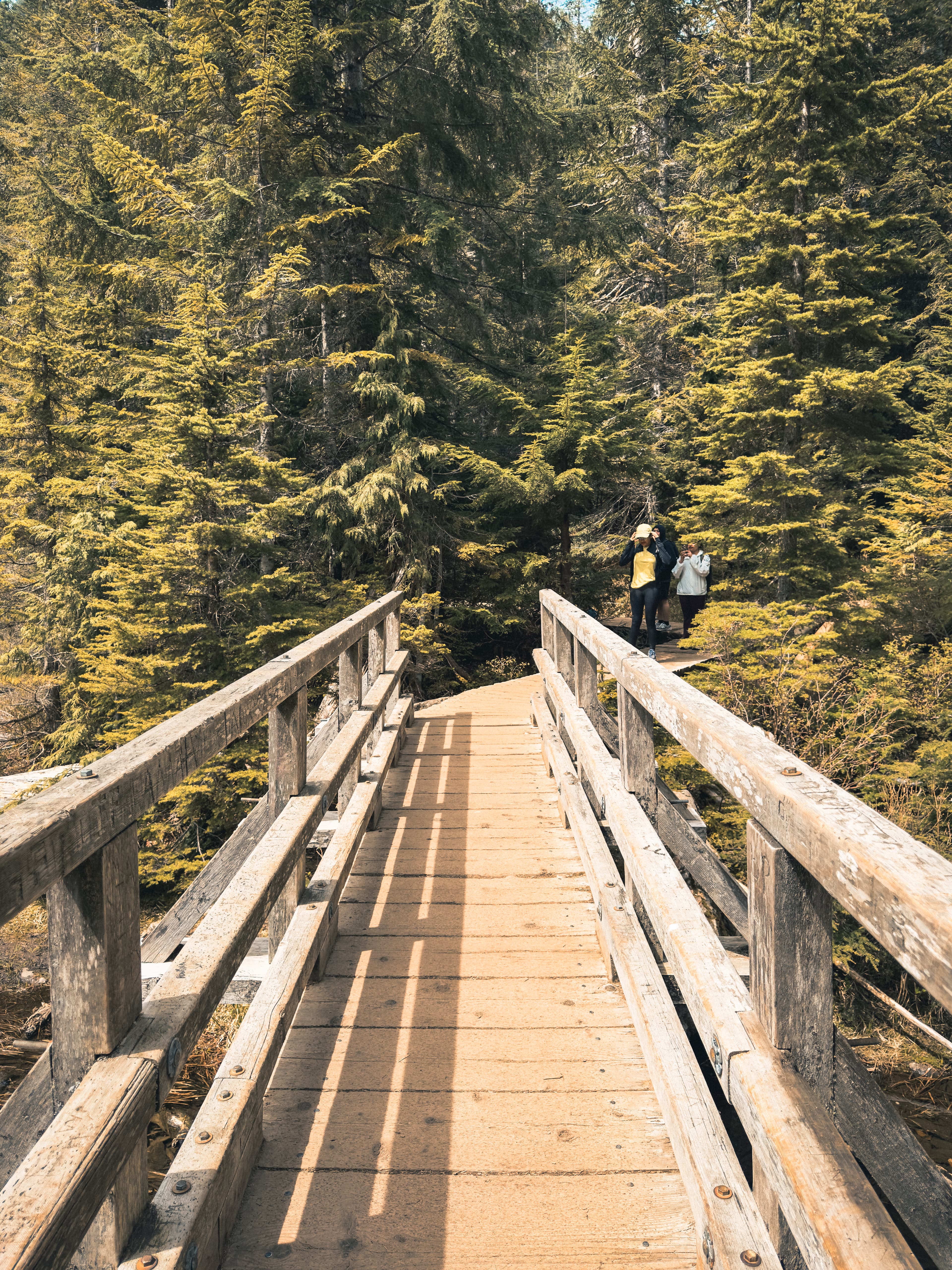 Wooden footbridge through pine forest with two people at the far end