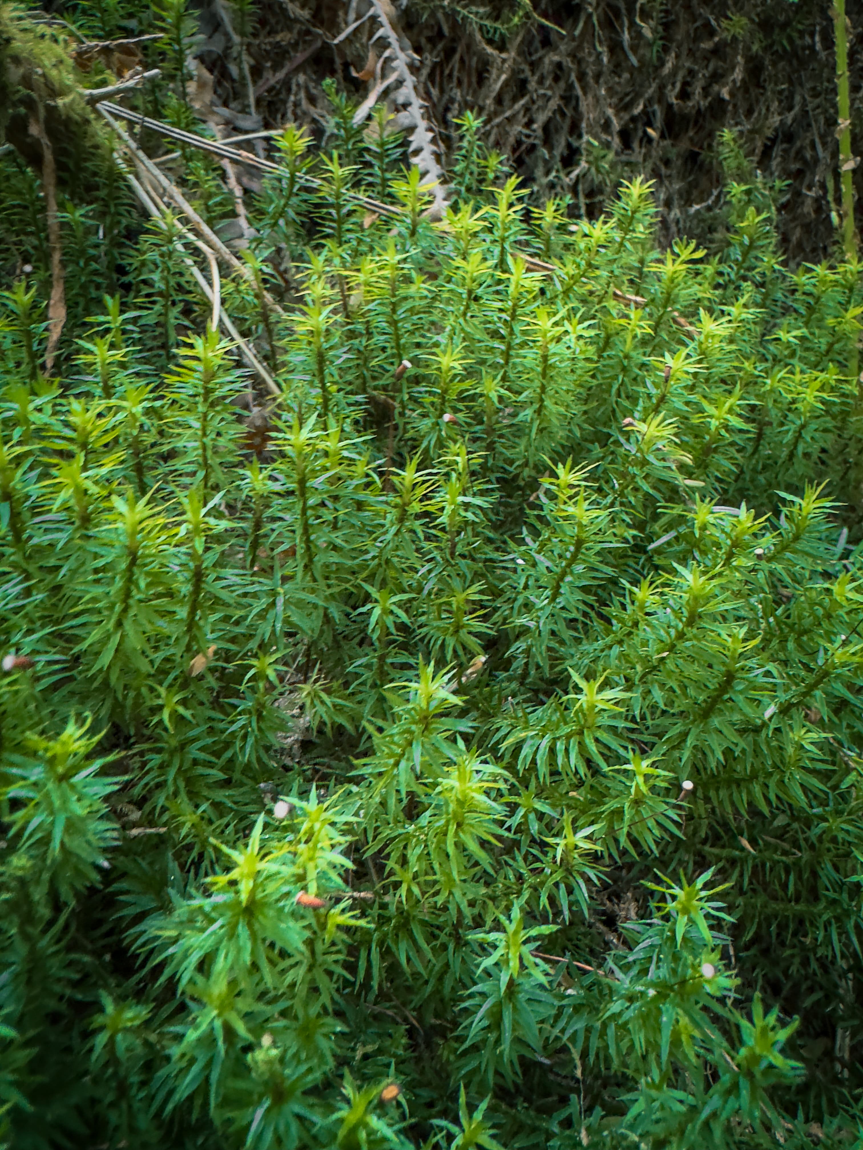 Bright green clubmoss growing on the forest floor